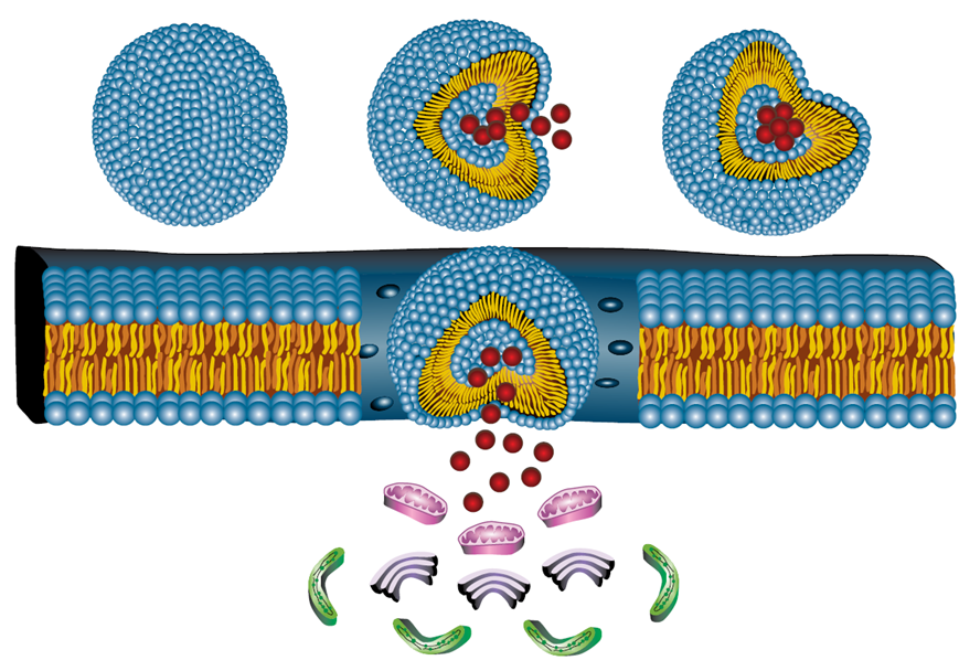 Liposoma y membrana lipídica